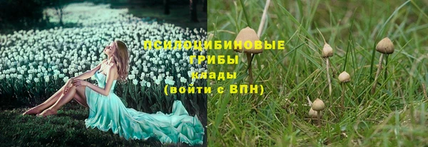 ГАЛЛЮЦИНОГЕННЫЕ ГРИБЫ Горно-Алтайск